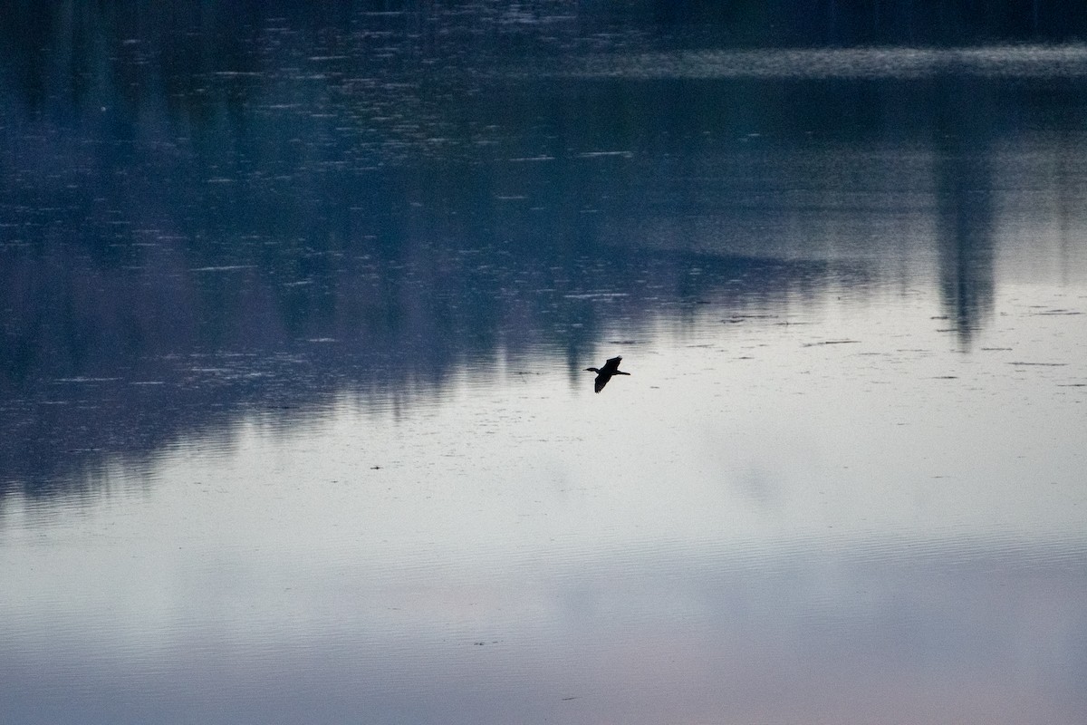 Double-crested Cormorant - ML559055941