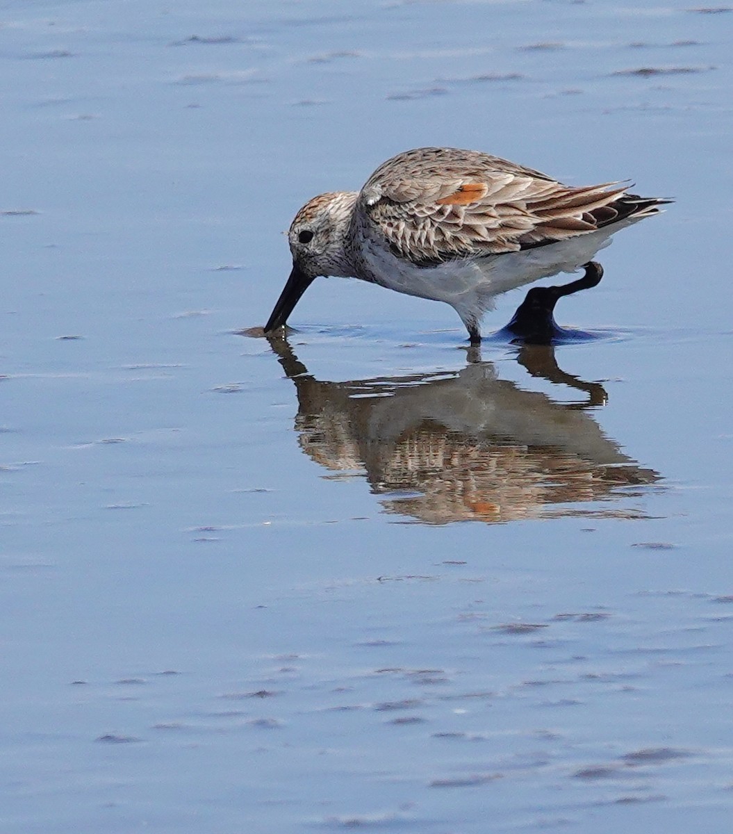 Dunlin - ML559056431