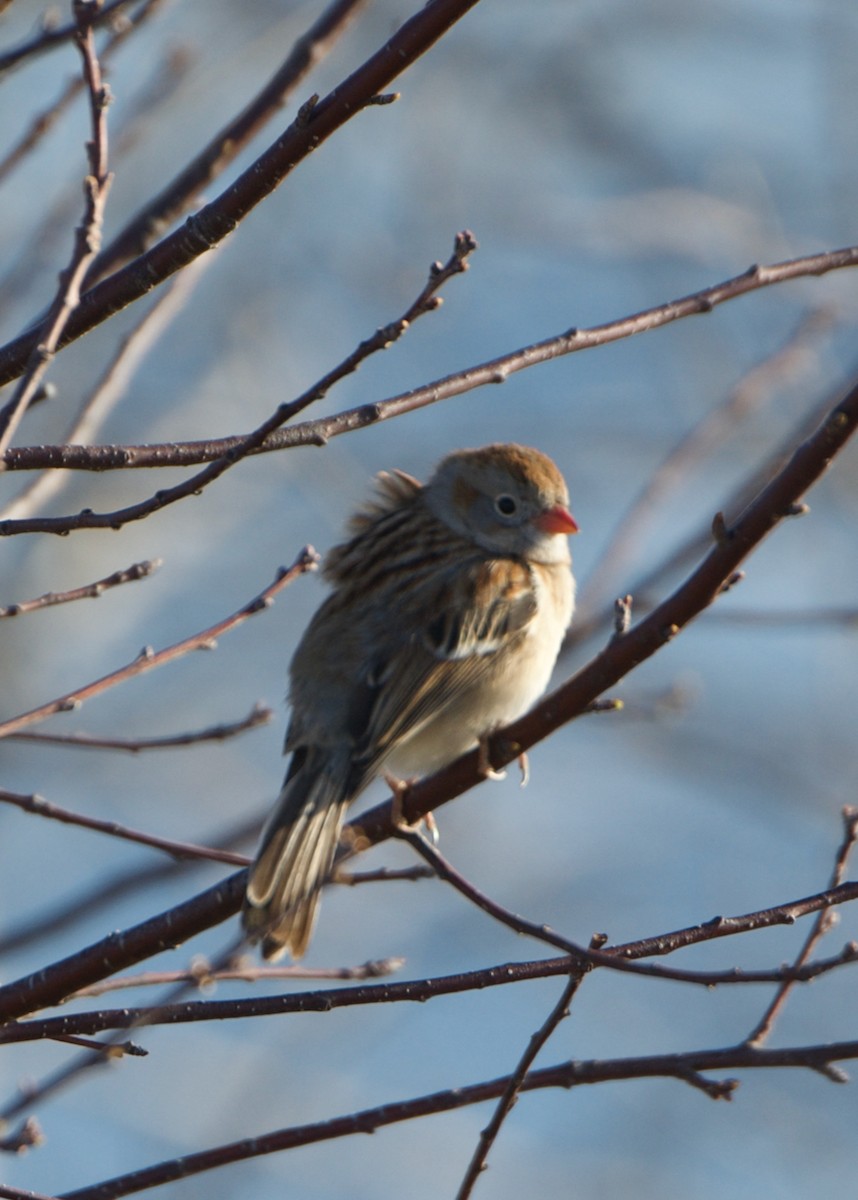 Field Sparrow - ML559056831