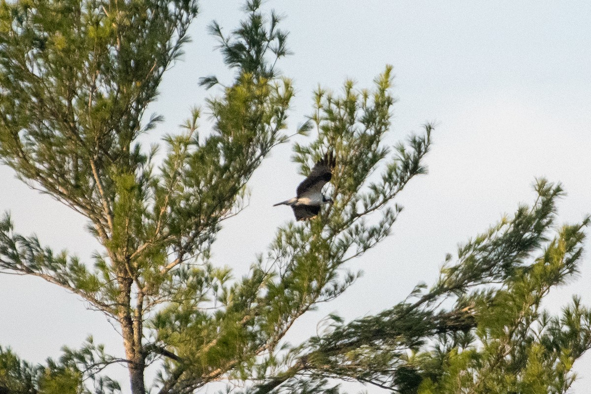 Águila Pescadora - ML559056841