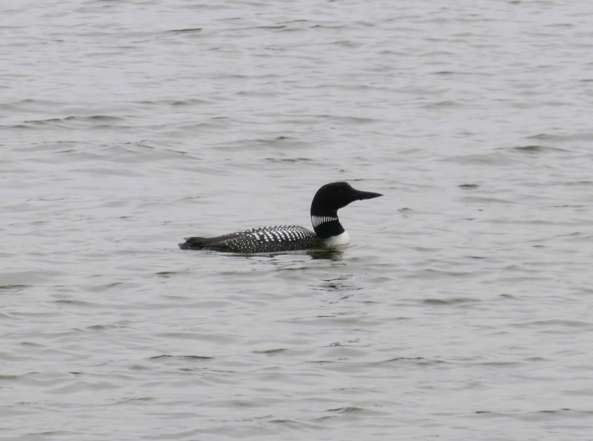 Common Loon - John Haas