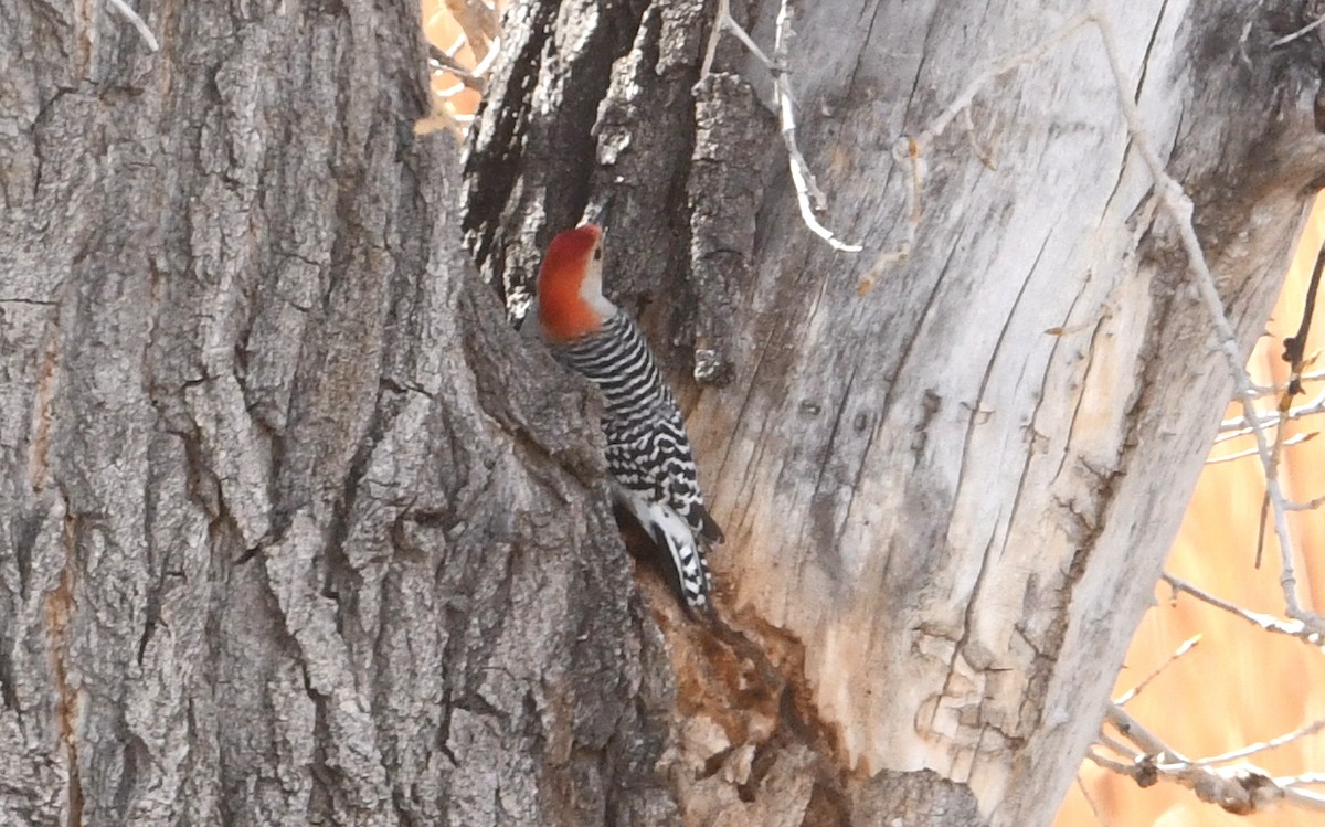 Red-bellied Woodpecker - Nancy Hetrick