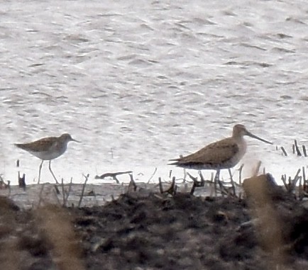 Hudsonian Godwit - David O'Brien 🦆