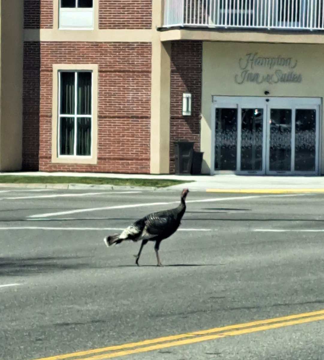 Wild Turkey - ML559062211