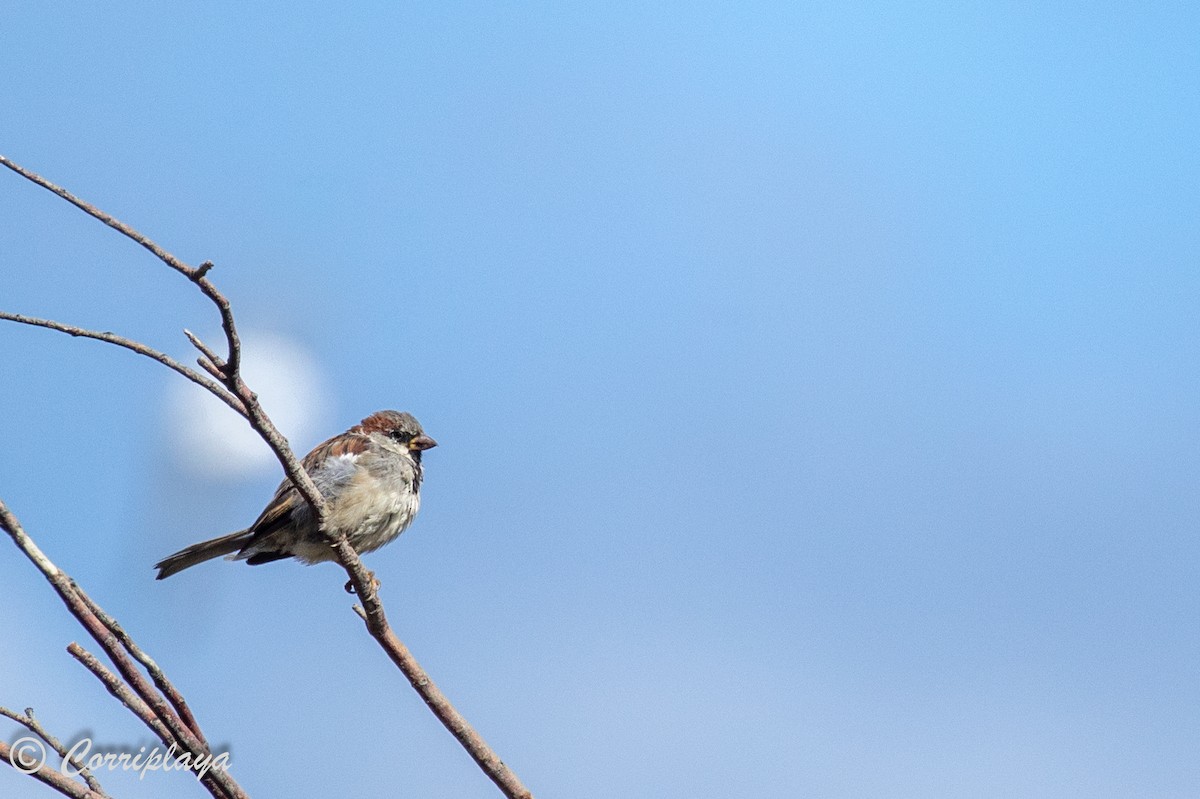 House Sparrow - ML559063821