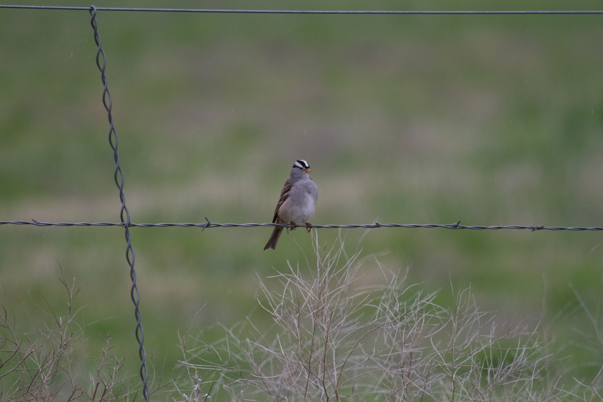 White-crowned Sparrow (Gambel's) - ML55906431