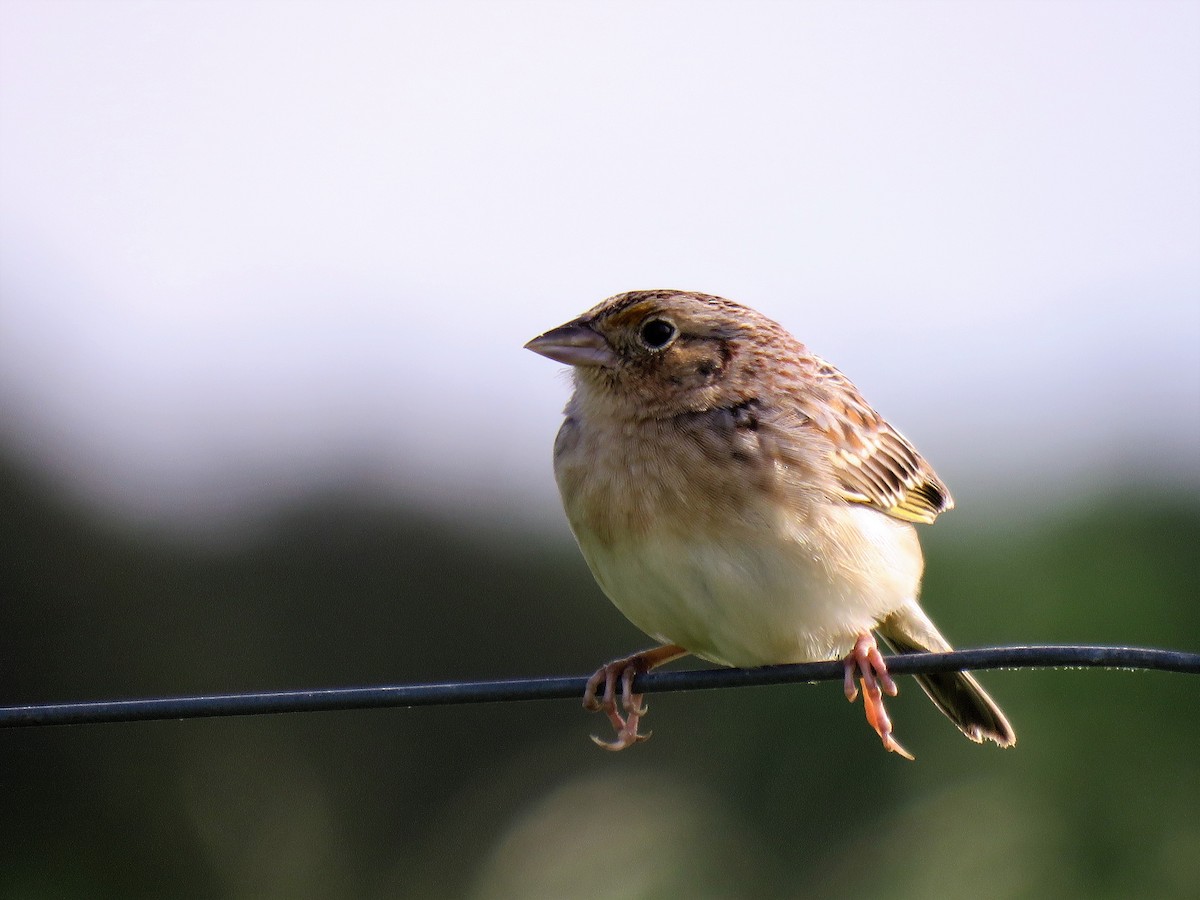 Grasshopper Sparrow - ML559064331