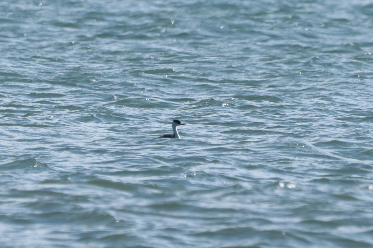 Western Grebe - Steve Myers