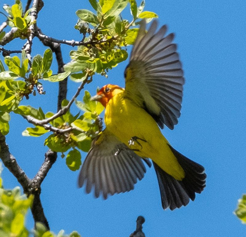 Western Tanager - ML559065411