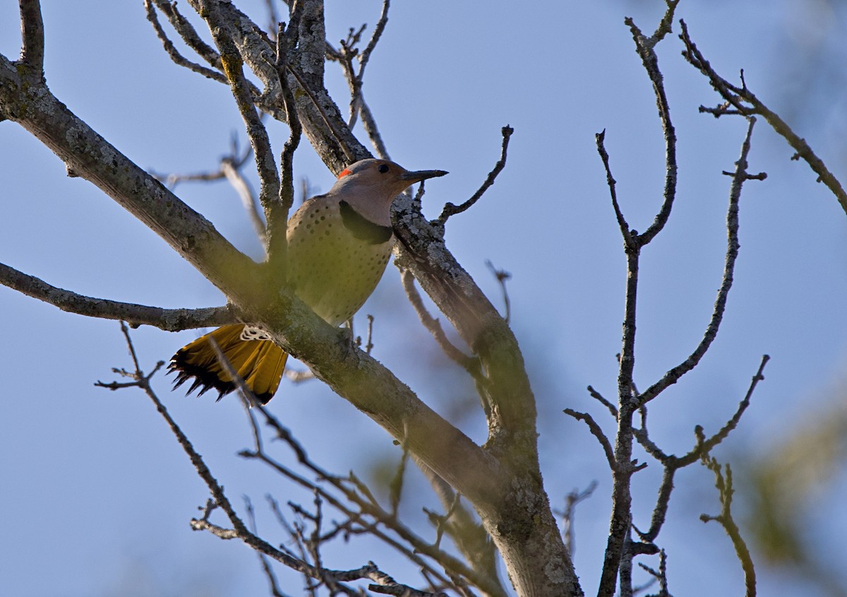 Goldspecht (auratus/luteus) - ML559065711