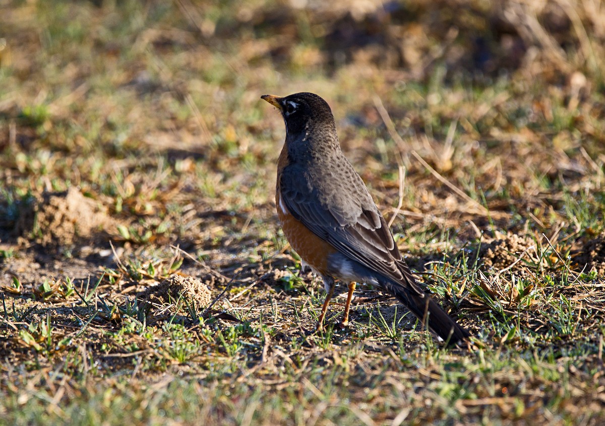 Göçmen Ardıç - ML559065771