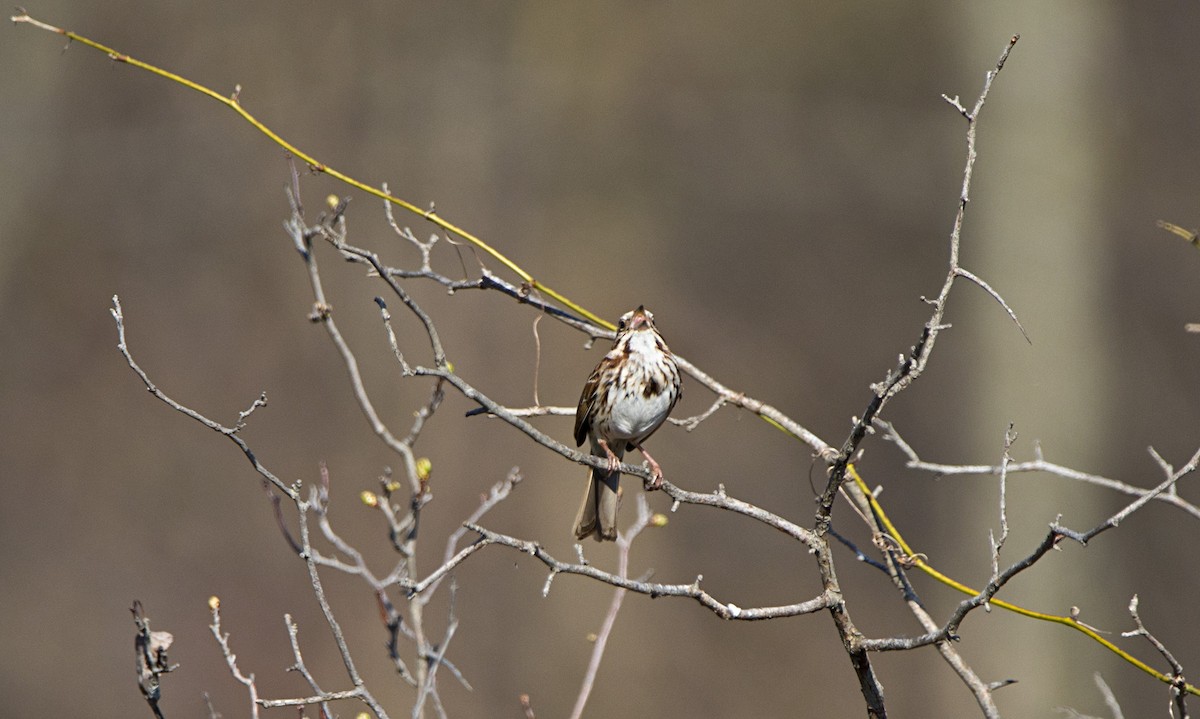 Singammer - ML559065911