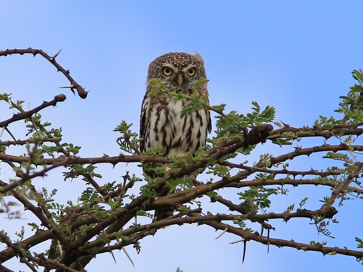 Pearl-spotted Owlet - ML559066501