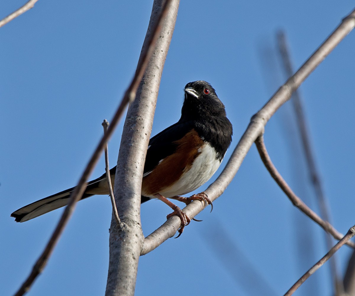 Kızıl Böğürlü Tovi - ML559066581