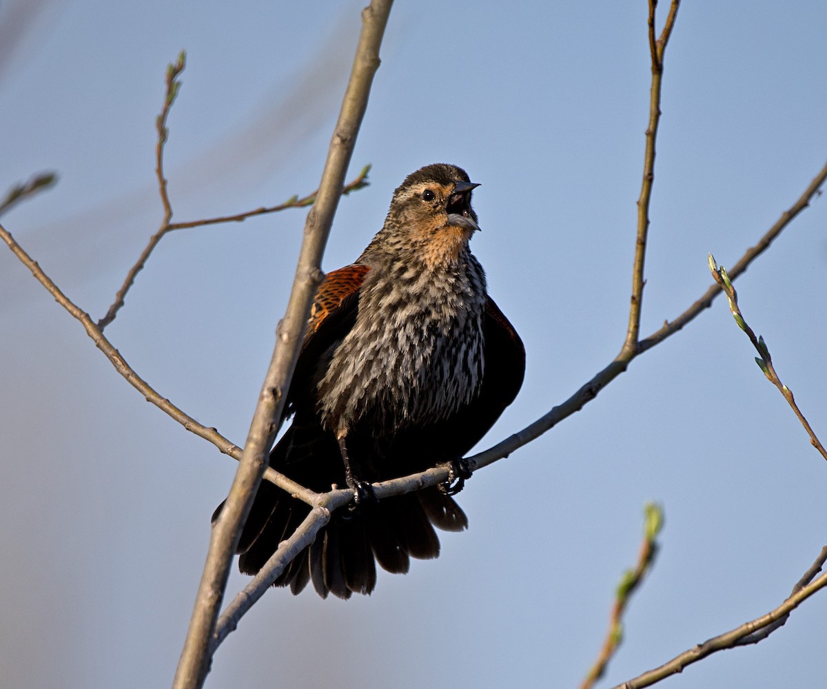 Al Kanatlı Karatavuk - ML559066651