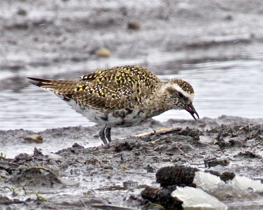 American Golden-Plover - ML559066871