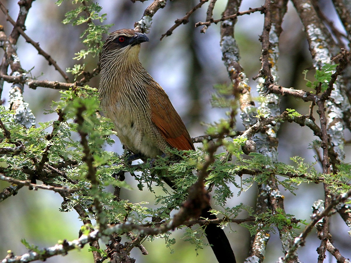 White-browed Coucal - ML559067991