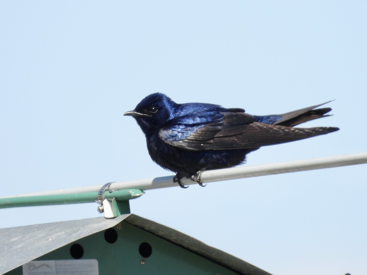 Purple Martin - Steve Bielamowicz