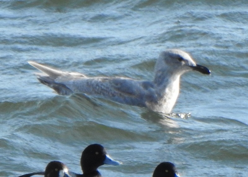 Glaucous-winged Gull - ML559068681