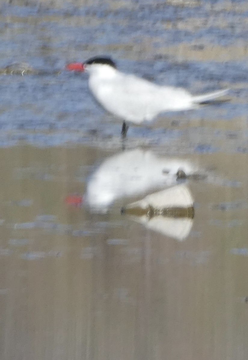 Caspian Tern - Dennis Winge