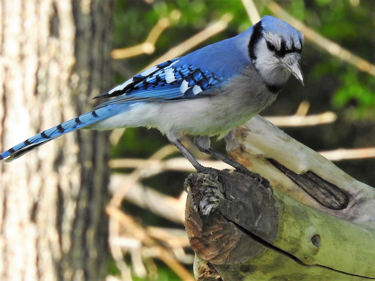 Blauhäher - ML559069971