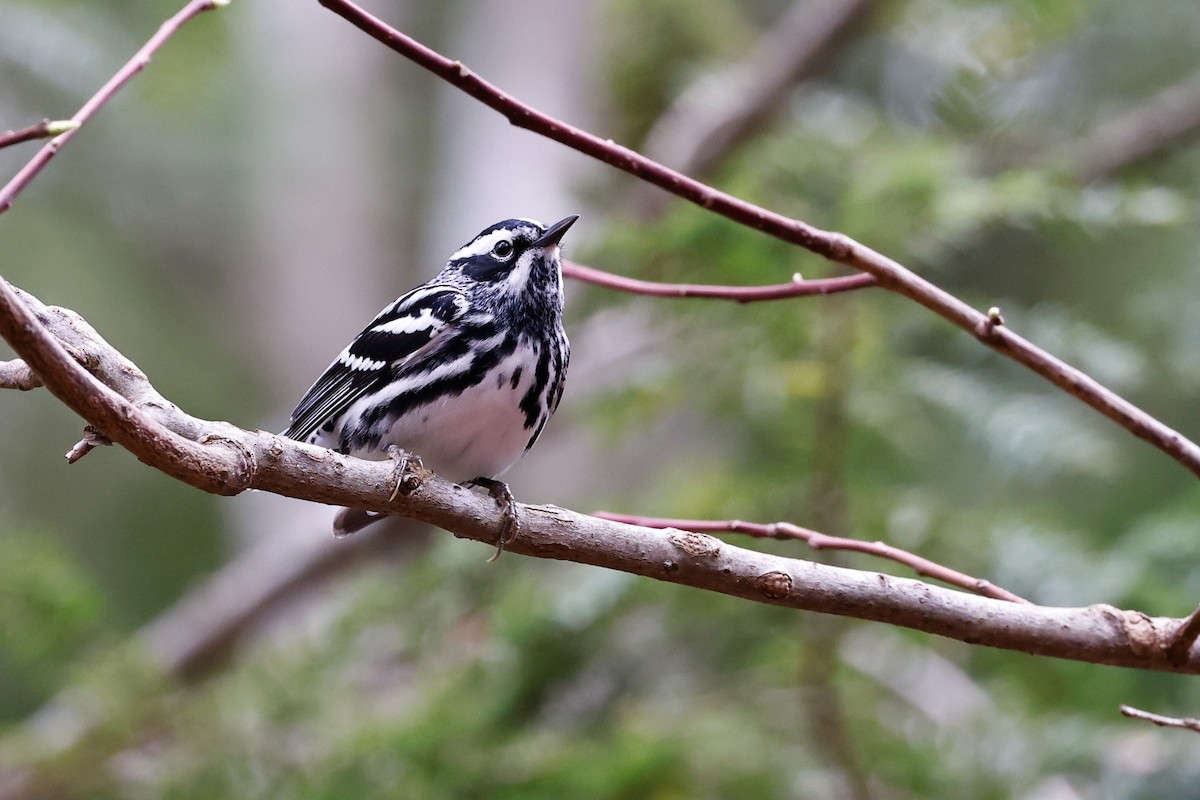 Black-and-white Warbler - ML559070201