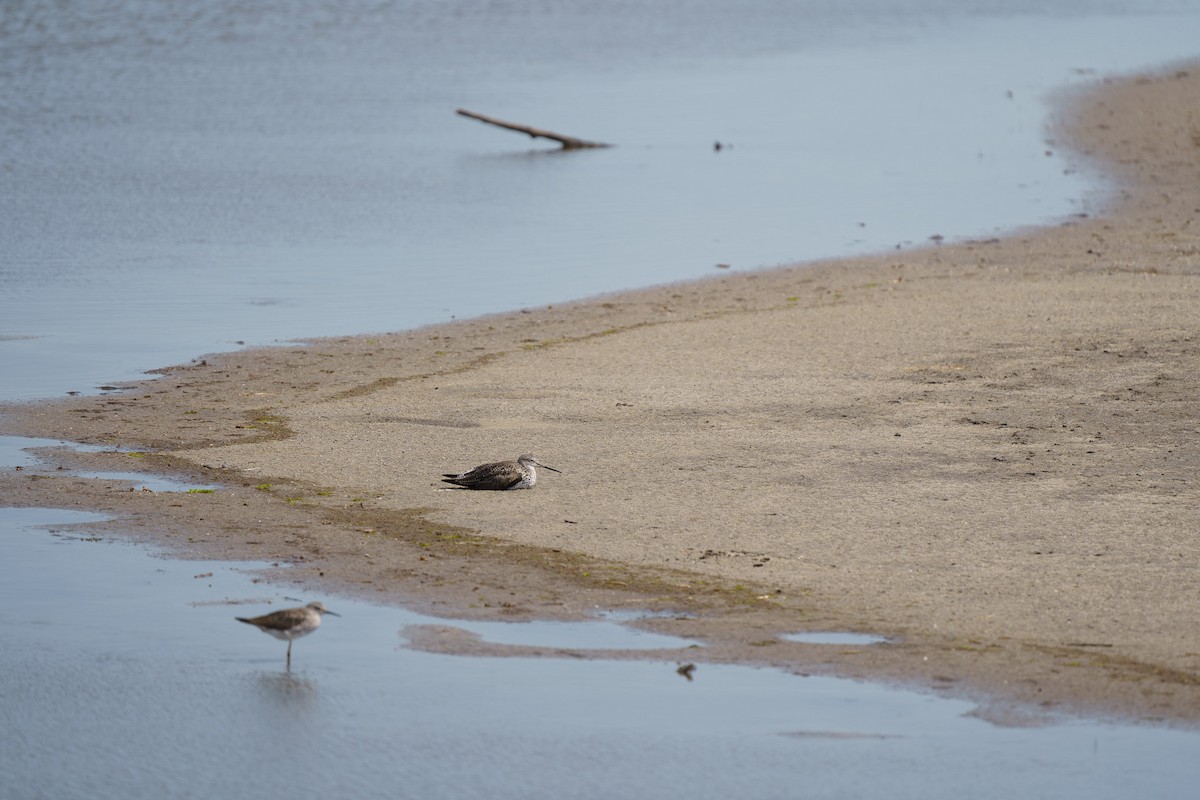 Greater Yellowlegs - ML559070241