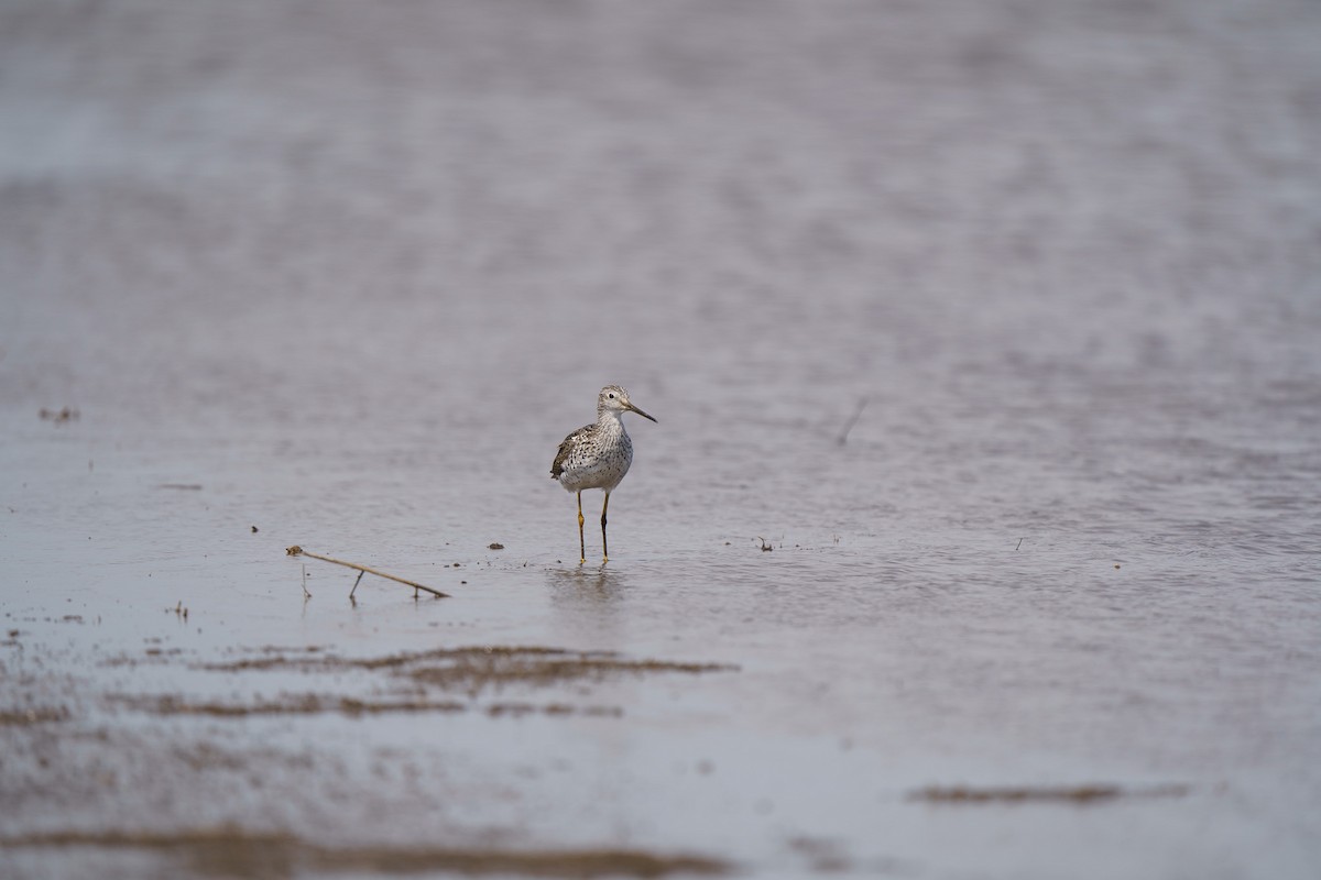 Greater Yellowlegs - ML559070251