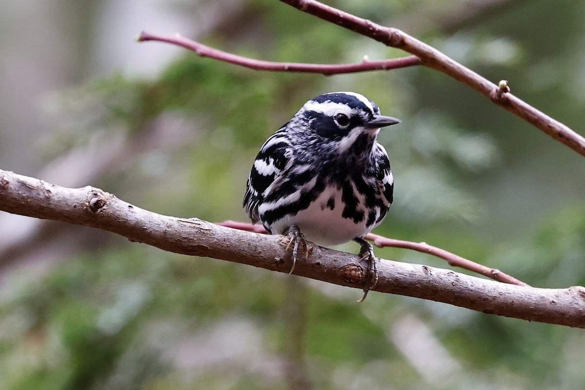 Black-and-white Warbler - ML559070281