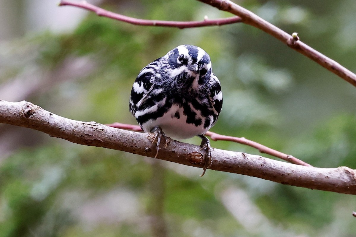 Black-and-white Warbler - ML559070341