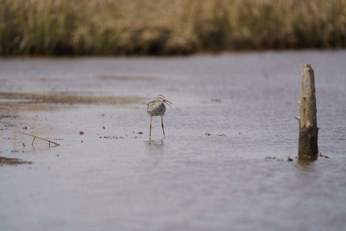 Greater Yellowlegs - ML559070401