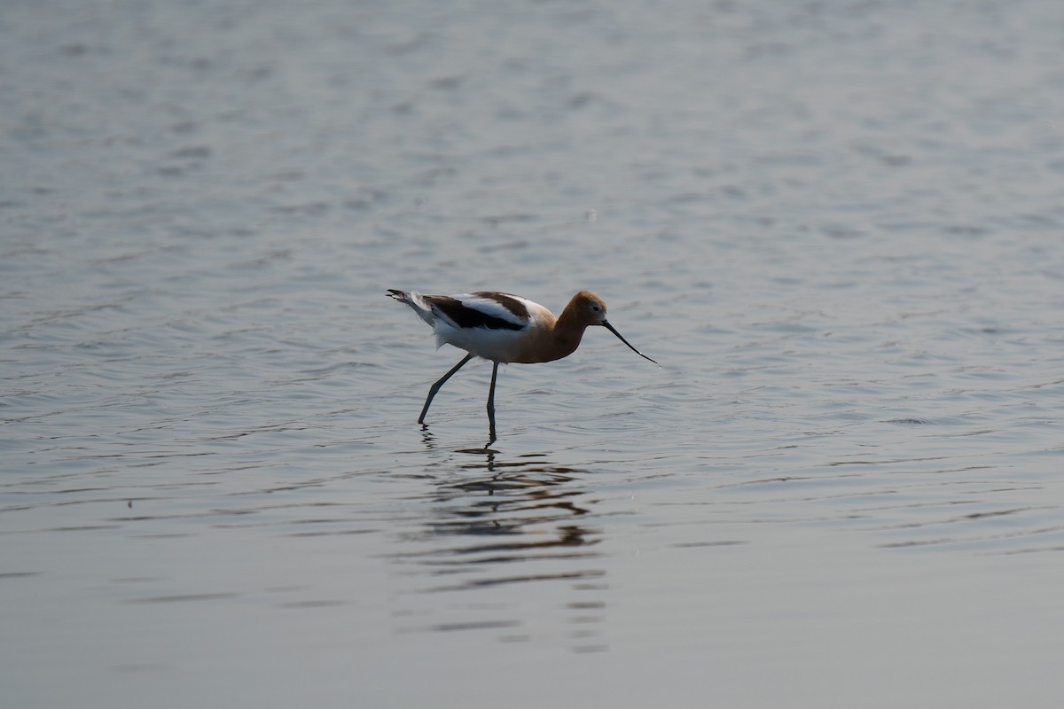 Avocette d'Amérique - ML559070781