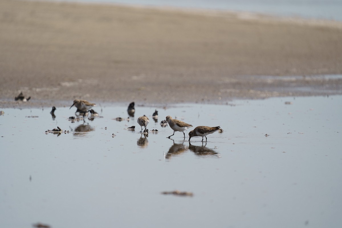 Dunlin - ML559070991