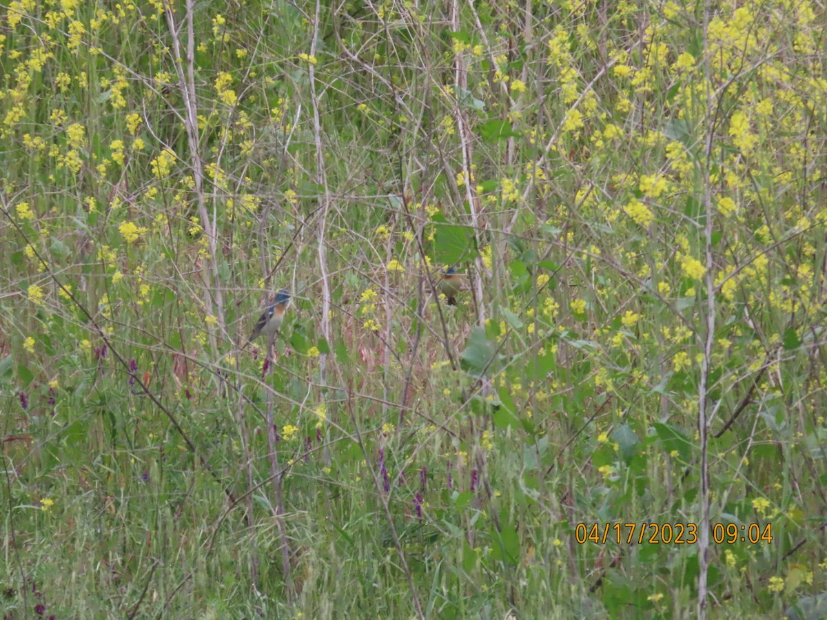 Lazuli Bunting - ML559071551