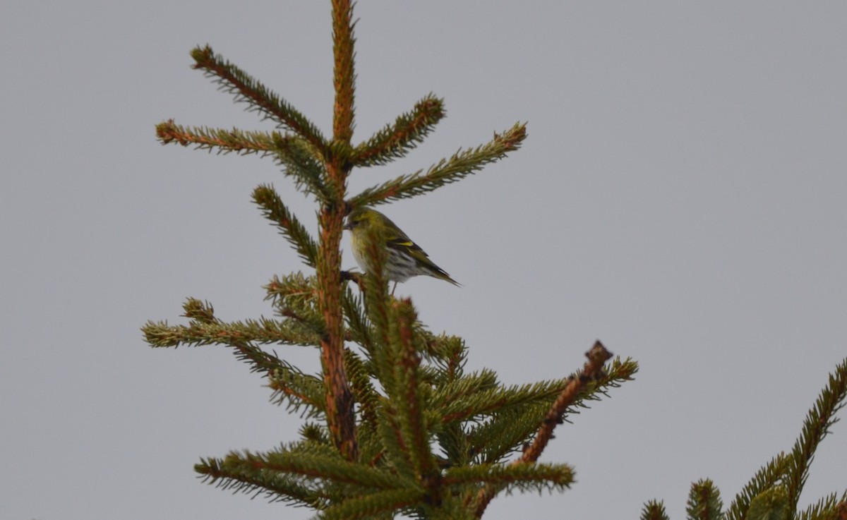 Tarina - ML559072641