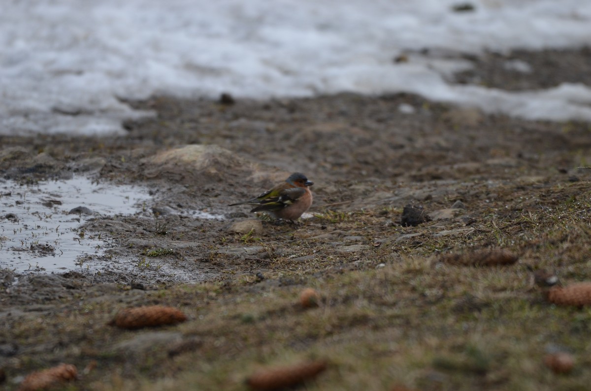 Txonta arrunta - ML559072781