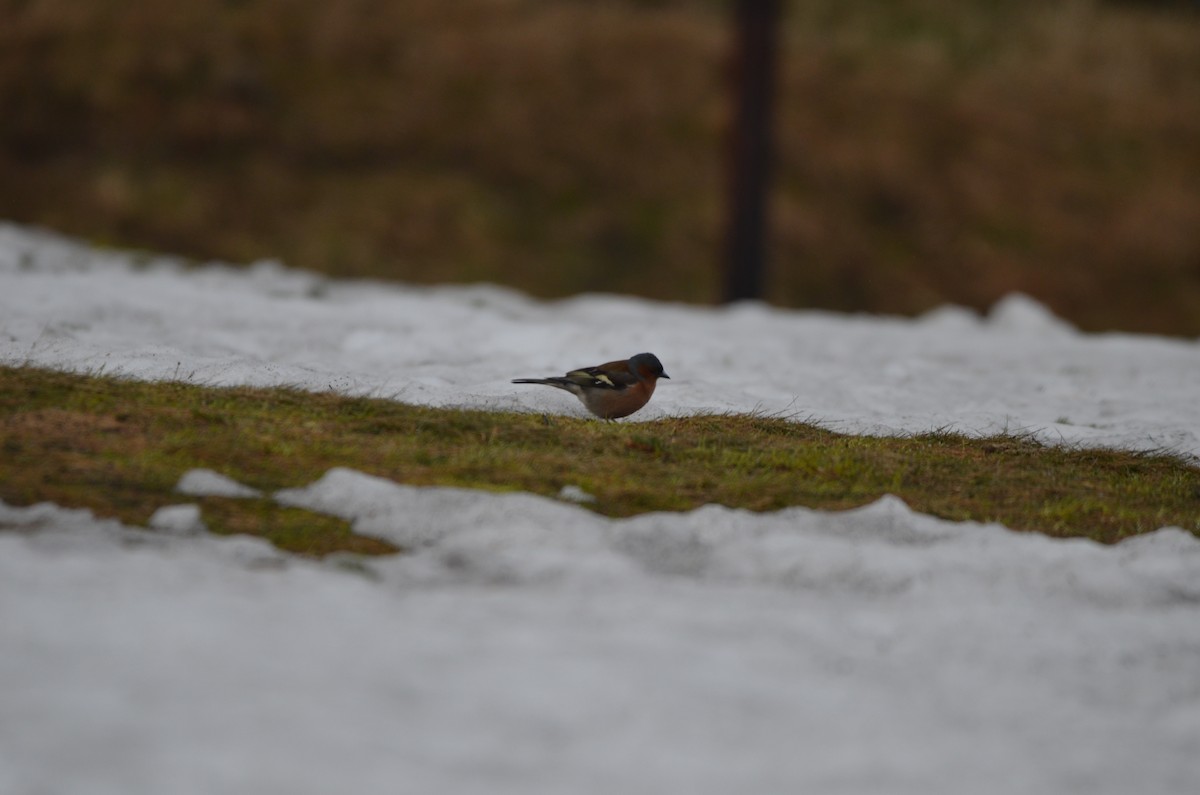 Txonta arrunta - ML559073471