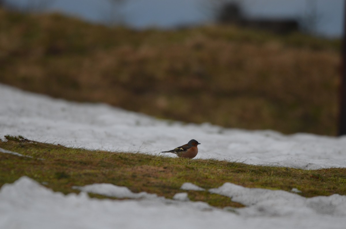 Txonta arrunta - ML559073491