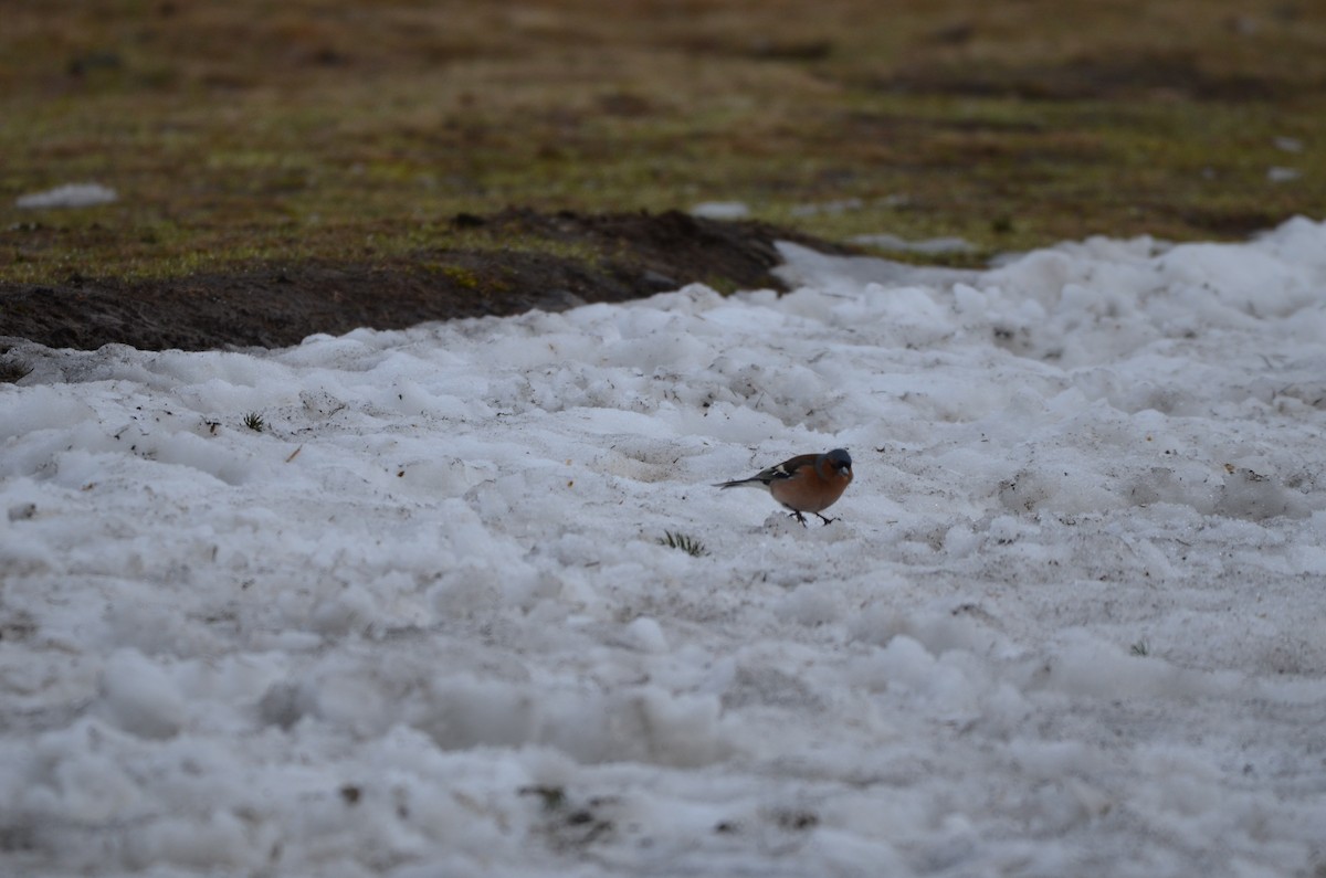 Txonta arrunta - ML559073501