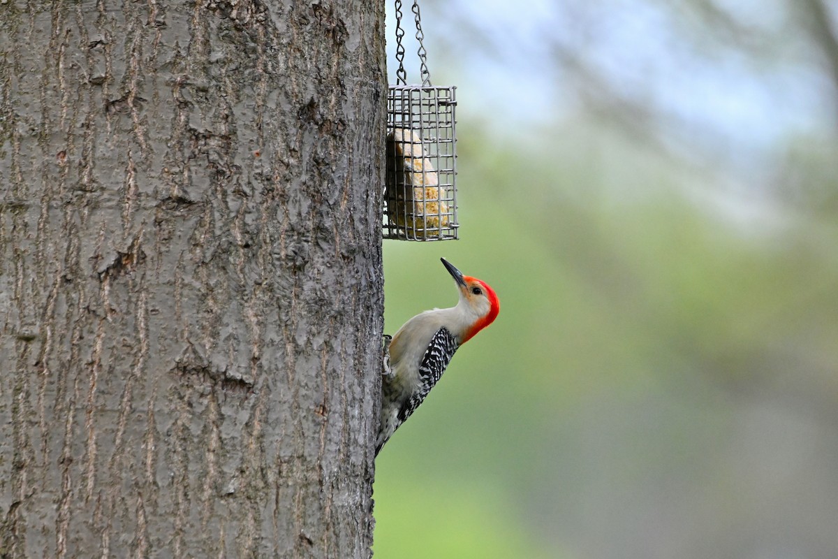 Red-bellied Woodpecker - ML559074071