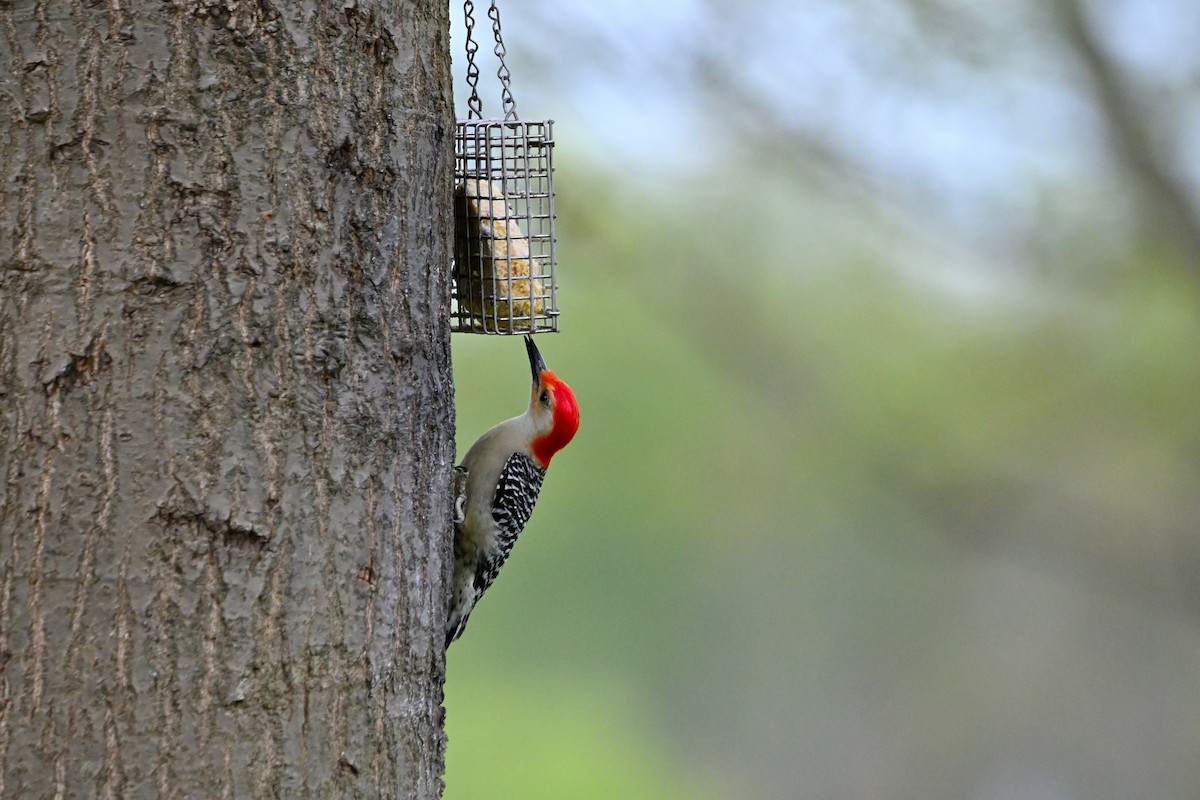 Red-bellied Woodpecker - ML559074081