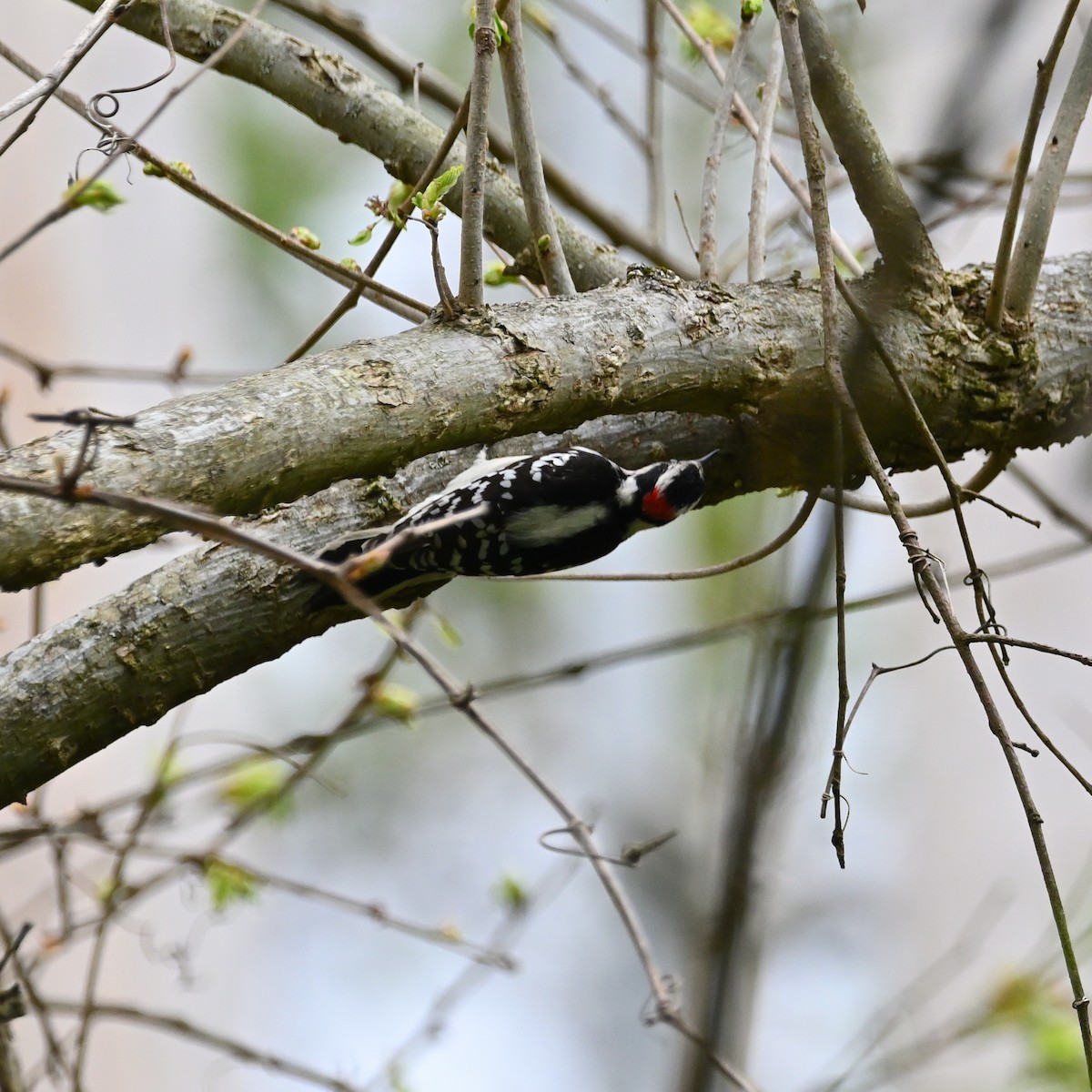 Downy Woodpecker - ML559074101