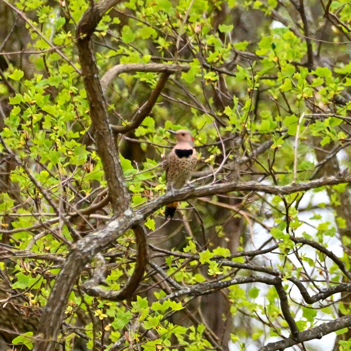 Northern Flicker (Yellow-shafted) - ML559074131