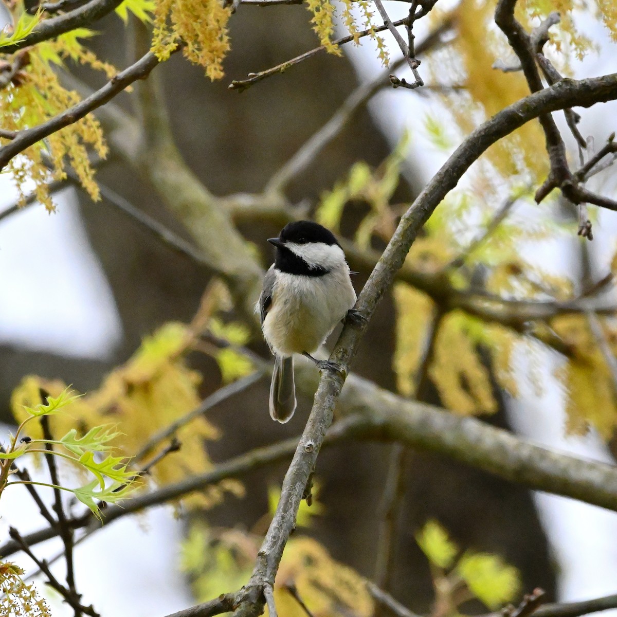 Carolina Chickadee - ML559074341