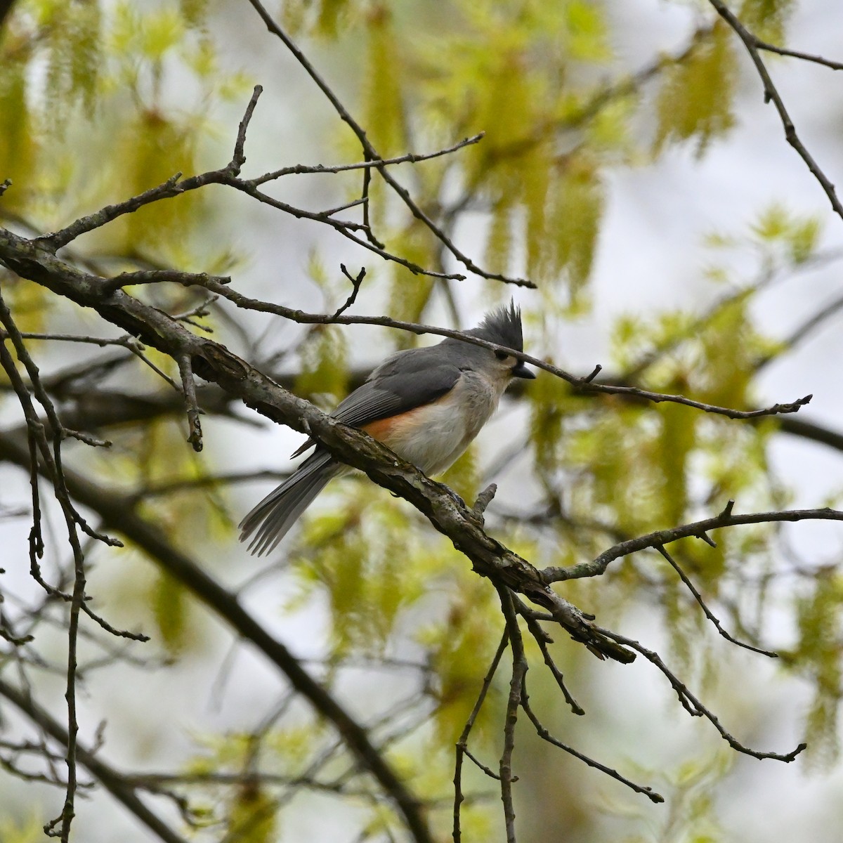 Tufted Titmouse - ML559074381