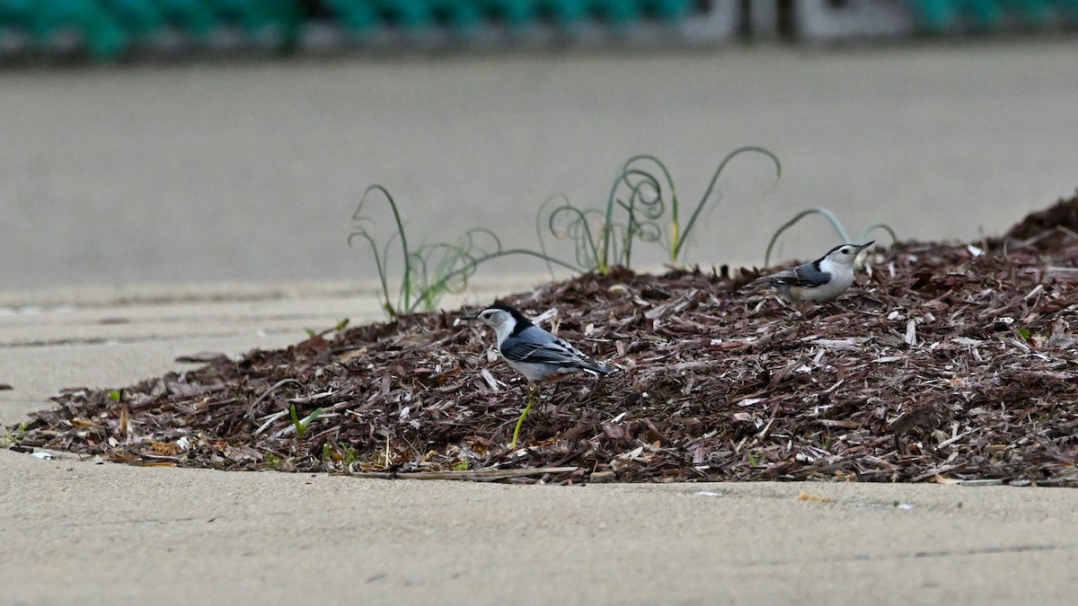 Trepador Pechiblanco (carolinensis) - ML559074431