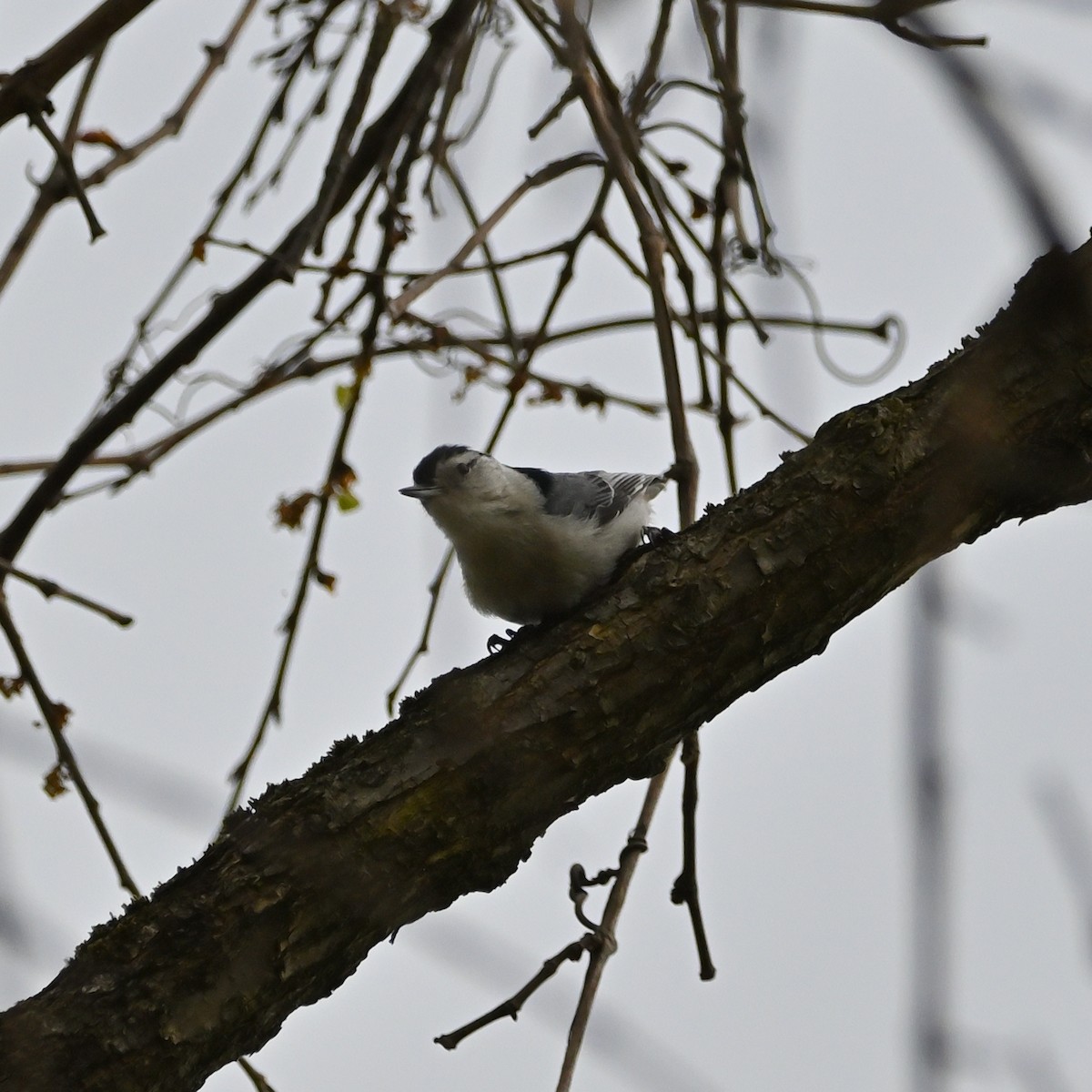 Trepador Pechiblanco (carolinensis) - ML559074441