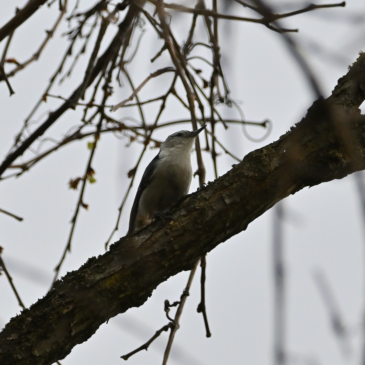 Trepador Pechiblanco (carolinensis) - ML559074451