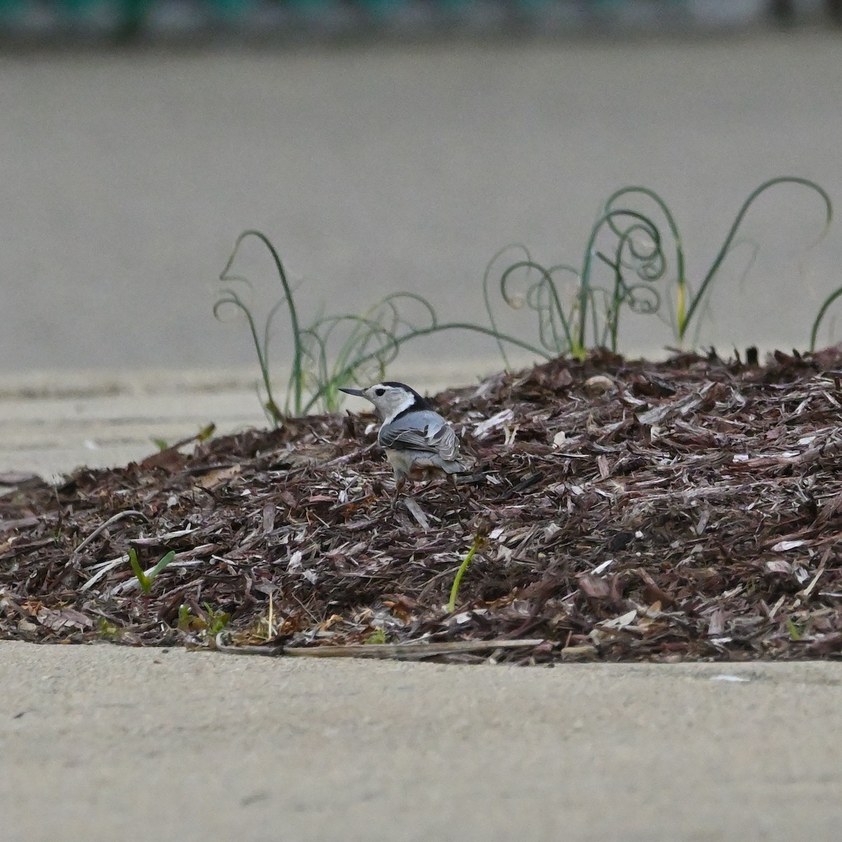 White-breasted Nuthatch (Eastern) - ML559074461