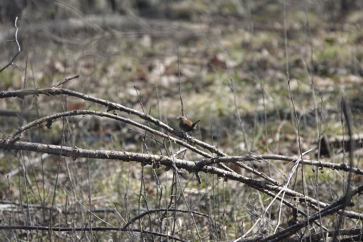 Winter Wren - ML559074481